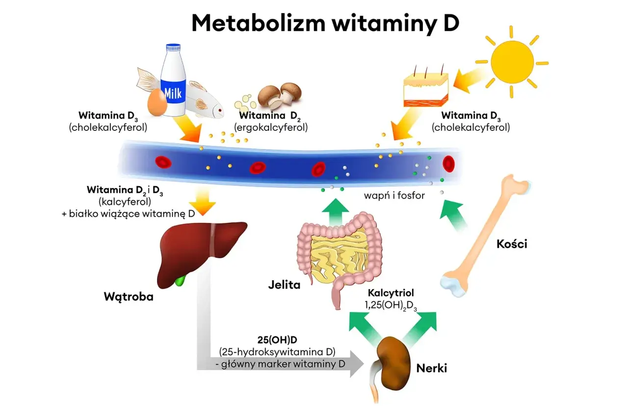 Schemat metabolizmu witaminy D: od słońca, mleka, ryb i grzybów, przez wątrobę i nerki, do kości. Kluczowa jest aktywna forma witaminy D.