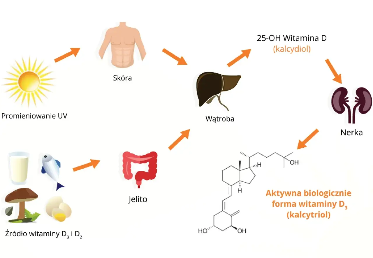 Schemat przedstawia przemiany witaminy D w organizmie, prowadzące do powstania aktywnej biologicznie formy witaminy D₃ (kalcytriolu).