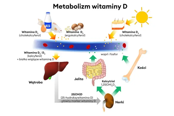 Schemat metabolizmu witaminy D: od słońca, mleka, ryb i grzybów, przez wątrobę i nerki, do kości. Kluczowa jest aktywna forma witaminy D.